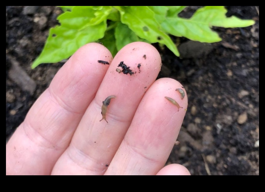 קרבות בפריחה: התמודדות עם מזיקים בעייתיים בגינה