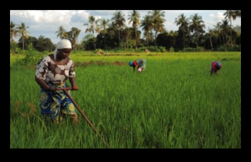טיולים כפריים: התפקיד החקלאי של היברידיות באזורים כפריים