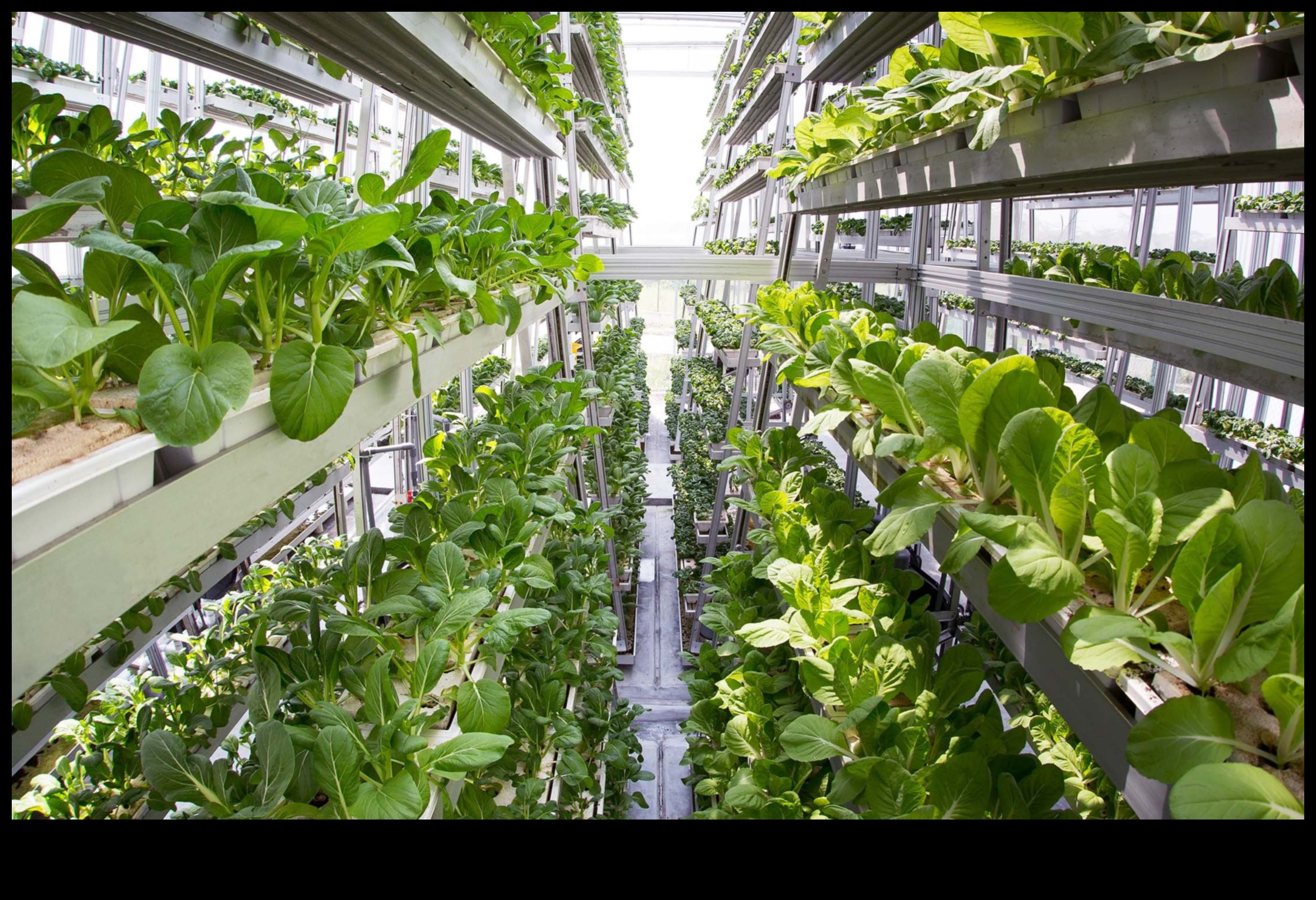 טיולים כפריים: התפקיד החקלאי של היברידיות באזורים כפריים