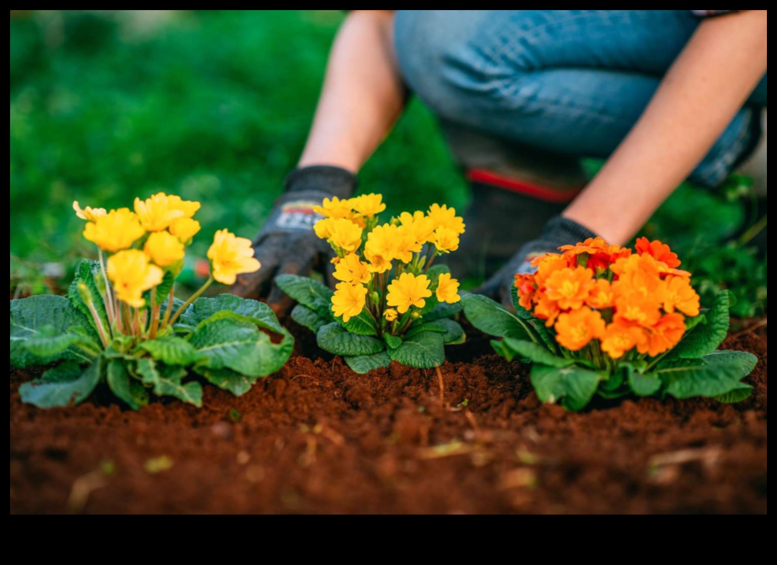 פאר עונתי: טיפים חיוניים לגן עדן פורח