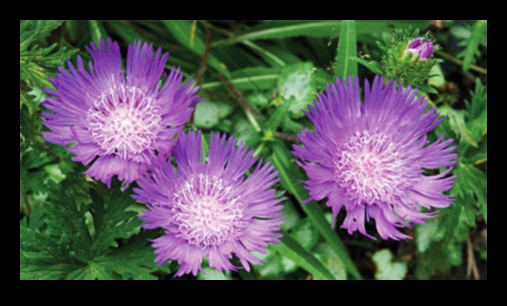 פאר עונתי: טיפים חיוניים לגן עדן פורח