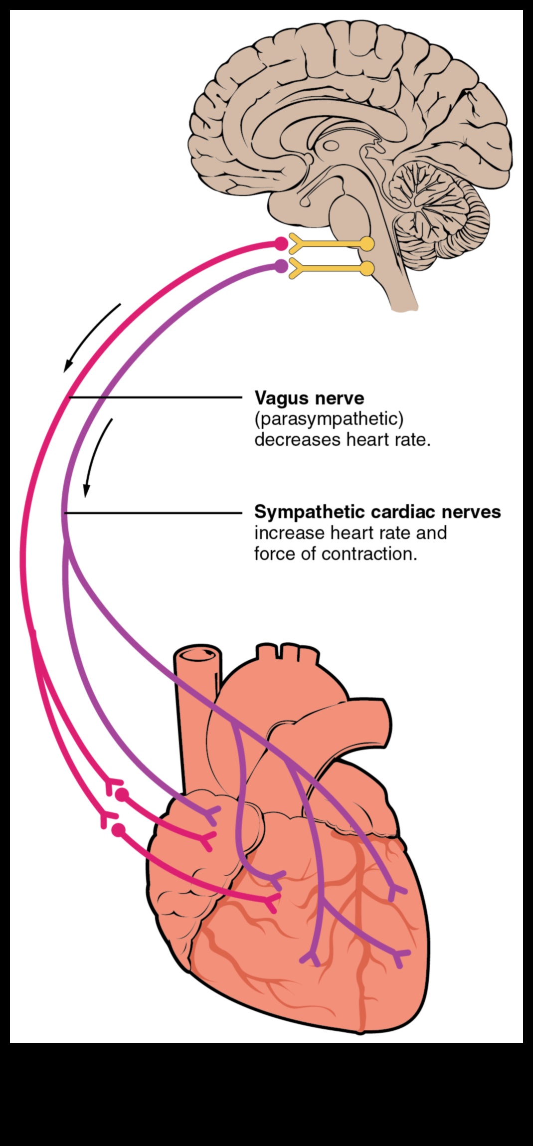 Cardiovascular Marvels חושפים את מסתורי בריאות הלב 4 פלאי לב וכלי דם: חשיפת תעלומות בריאות הלב