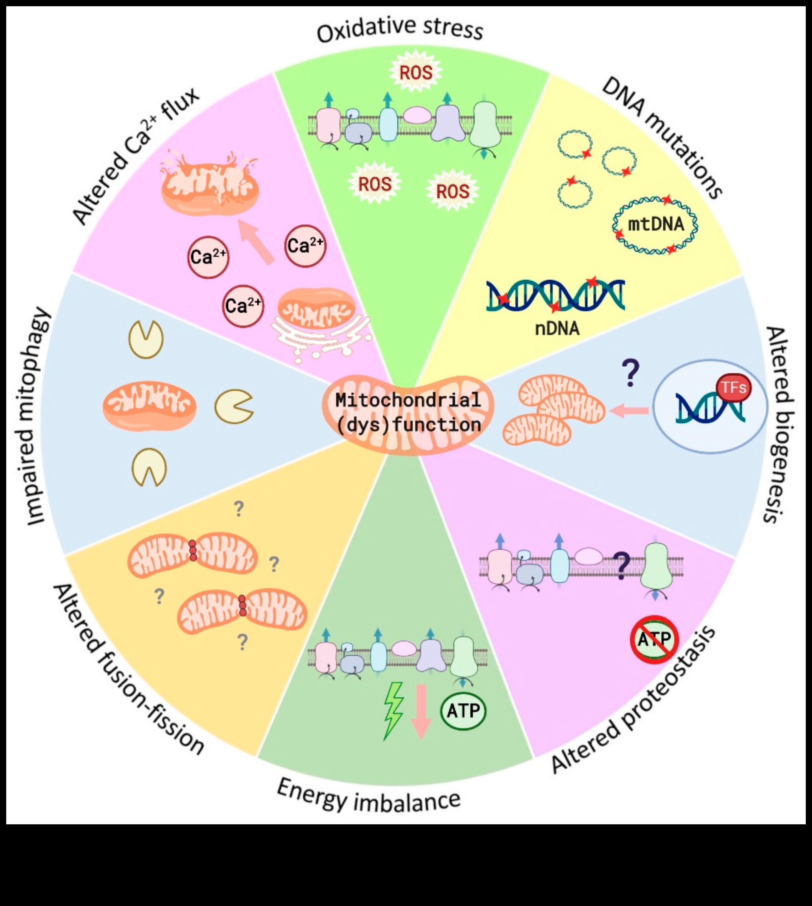 הרמוניה סלולרית: הריקוד של ביוכימיה תזונתית לרווחה