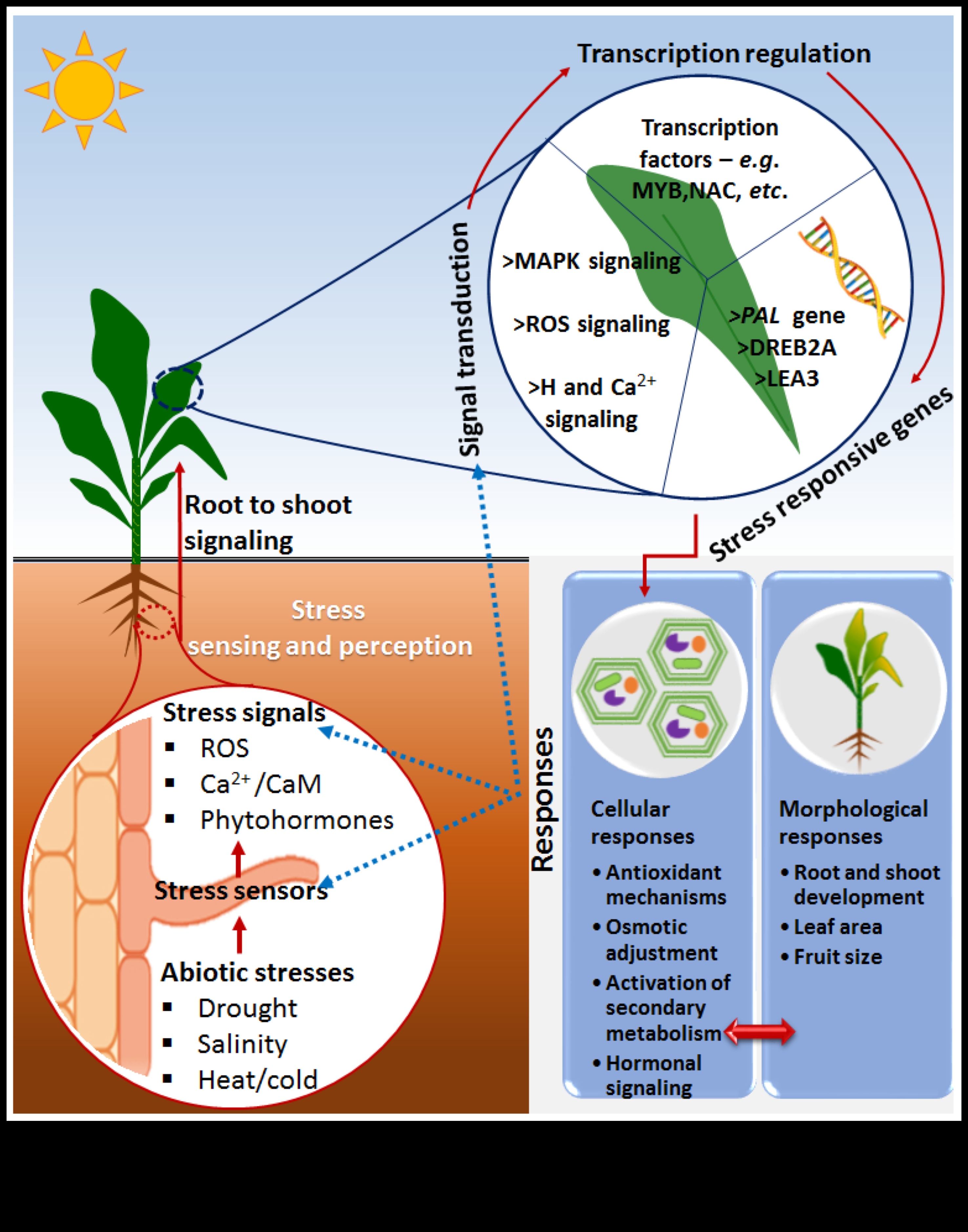 הרמוניה סלולרית: הריקוד של ביוכימיה תזונתית לרווחה