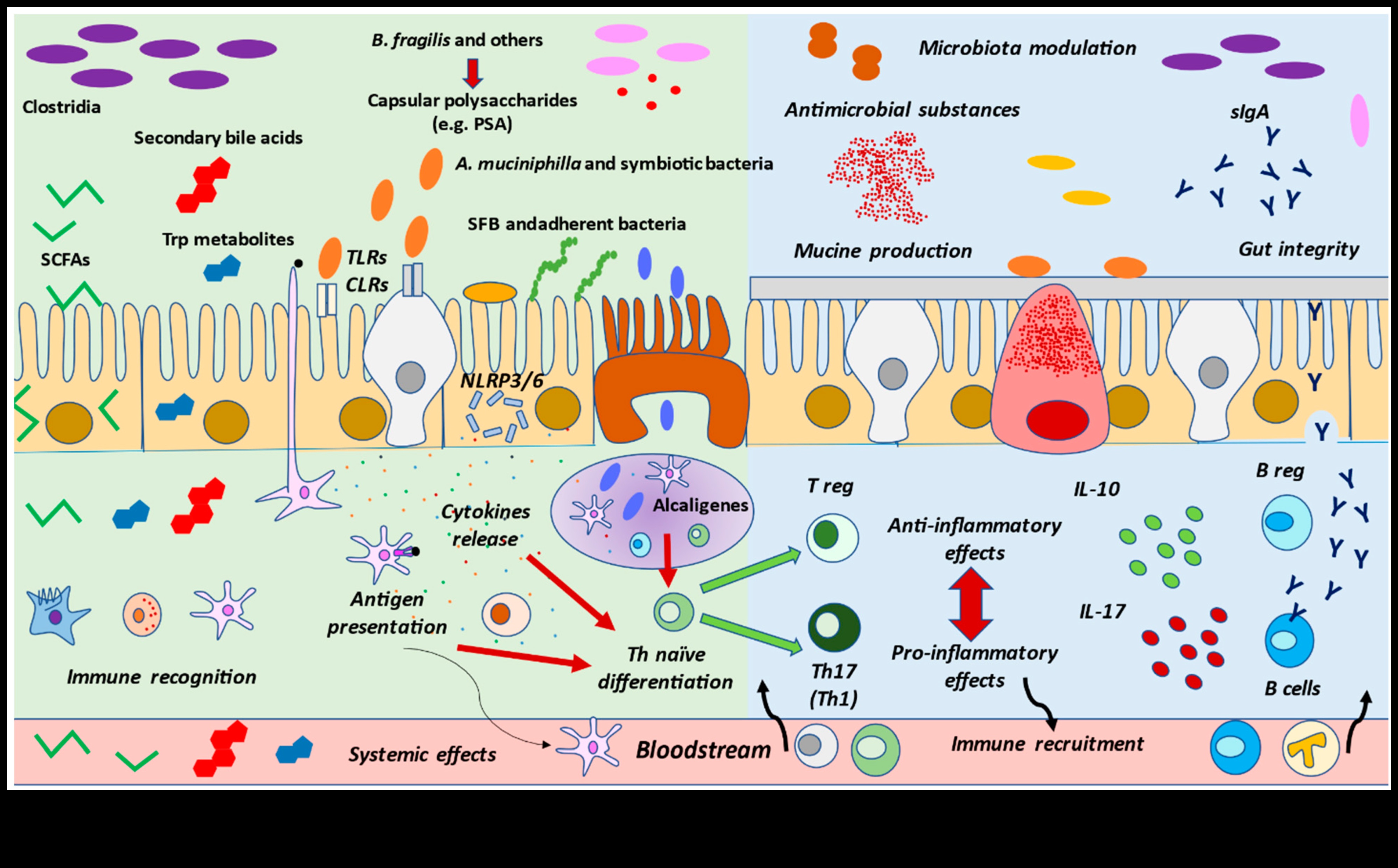 הרמוניה סלולרית: הריקוד של ביוכימיה תזונתית לרווחה