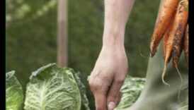 Sow to Grow מידע לשליטה באמנות הגינון האורגני 3 לזרוע לגדול: שליטה באמנות הגינון האורגני