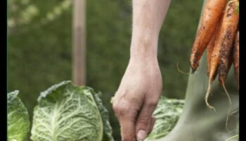 לזרוע לגדול: שליטה באמנות הגינון האורגני