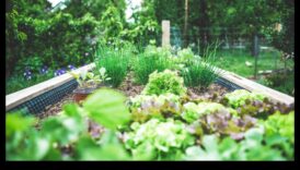 מקלט אנכי: צור את המפלט השליו שלך עם גובה גינון