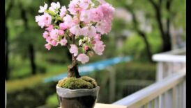בונסאי פורח: גינון יפני שובה לב