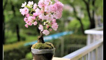 בונסאי פורח: גינון יפני שובה לב