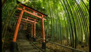 בריזות במבוק: סודות הגינון היפני