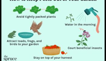 הגן על החלום: אסטרטגיות לטיפול במזיקי גינה