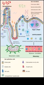 הרמוניה סלולרית: הריקוד של ביוכימיה תזונתית לרווחה