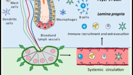 הרמוניה סלולרית: הריקוד של ביוכימיה תזונתית לרווחה
