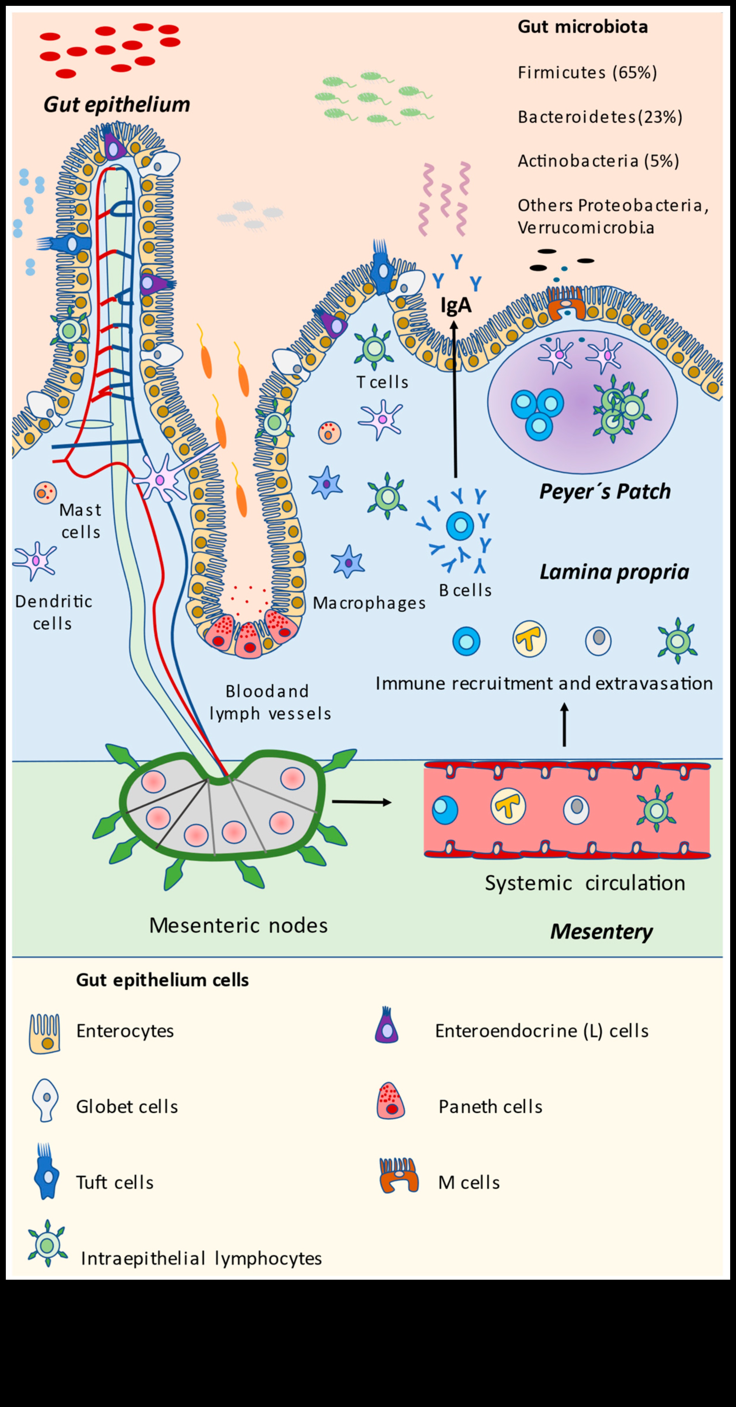הרמוניה סלולרית: הריקוד של ביוכימיה תזונתית לרווחה