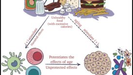 הרמוניה תאית: הסימביוזה של ביוכימיה תזונתית ובריאות