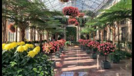 ארץ הפלאות המקורה: נחשי החממה נחשפו